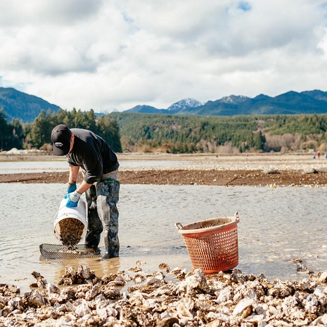 A man on a rocky beach dumping oyster seed from a bucket into a cage.