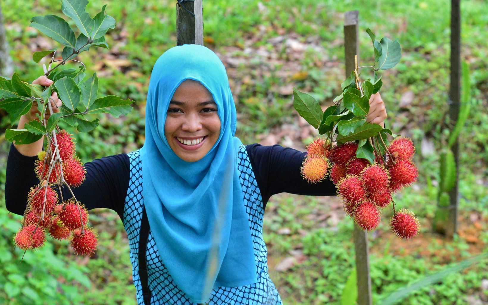 Local villagers can sell rambutan – an example of how healthy forests can help provide revenue for local communities.