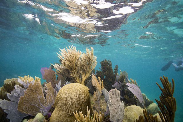 Los corales sanos crecen cerca de la superficie del agua al norte de Puerto Morelos, México.