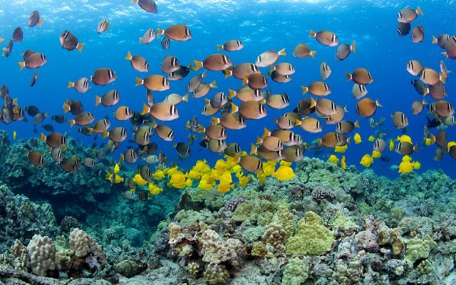 Schools of brightly colored tropical fish swim among coral reefs in the clear waters of Hawaii.