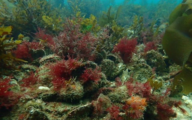 at Georges Bay, Tasmania - the last surviving healthy reef of its kind! 