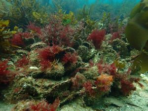 shellfish and marine life on a healthy reef