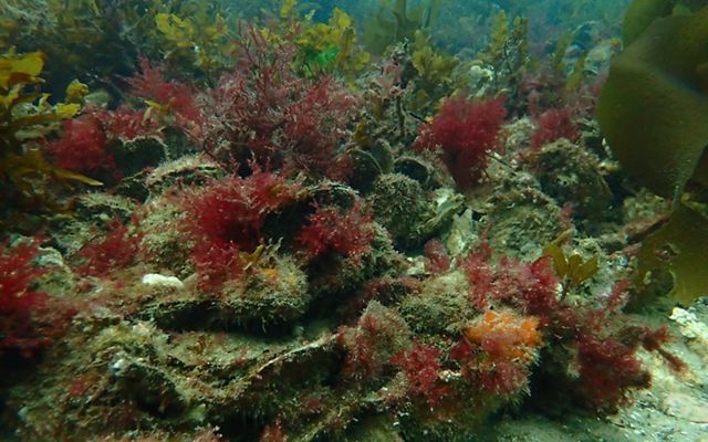 at Georges Bay, Tasmania - the last surviving healthy reef of its kind! 