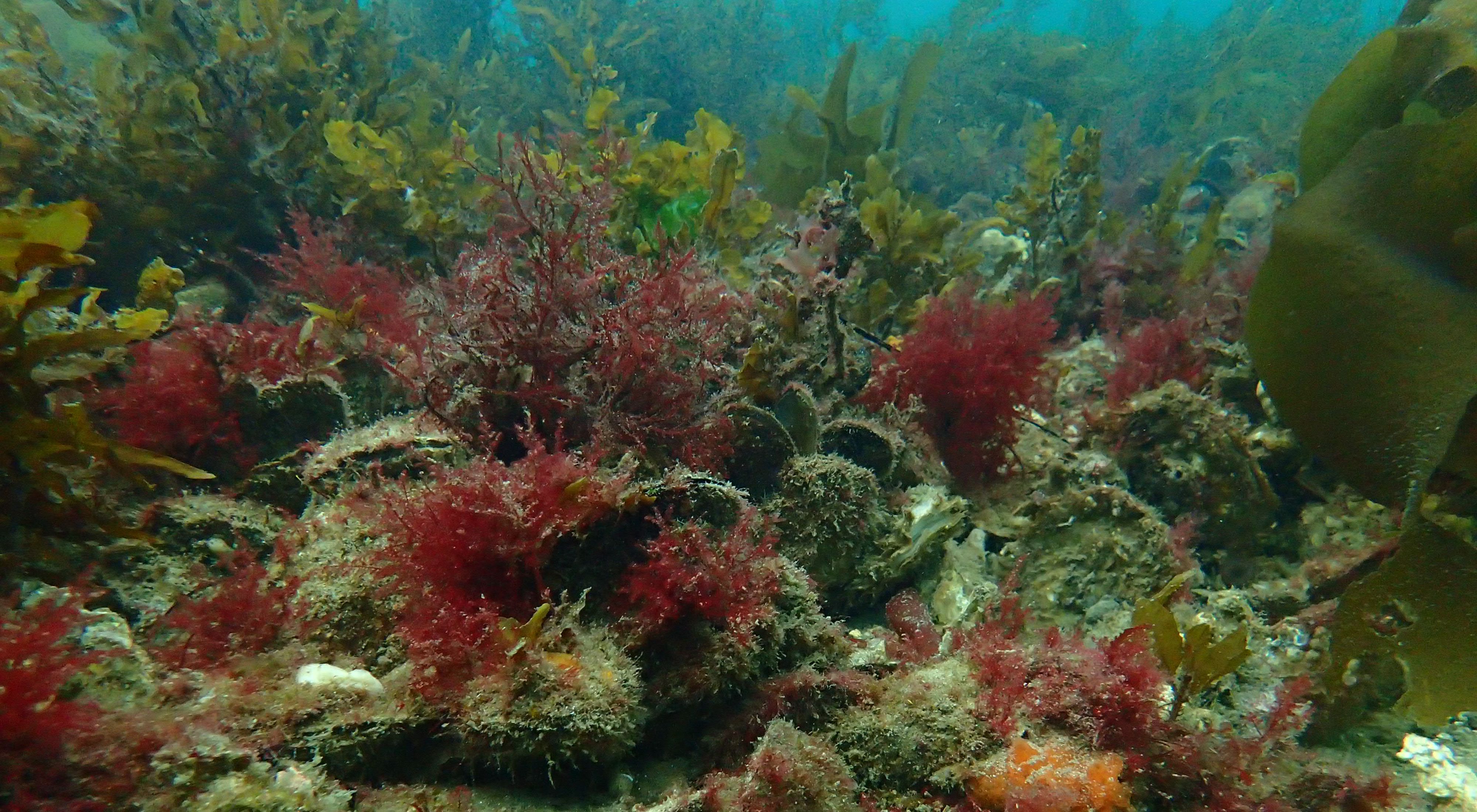 shellfish and marine life on a healthy reef