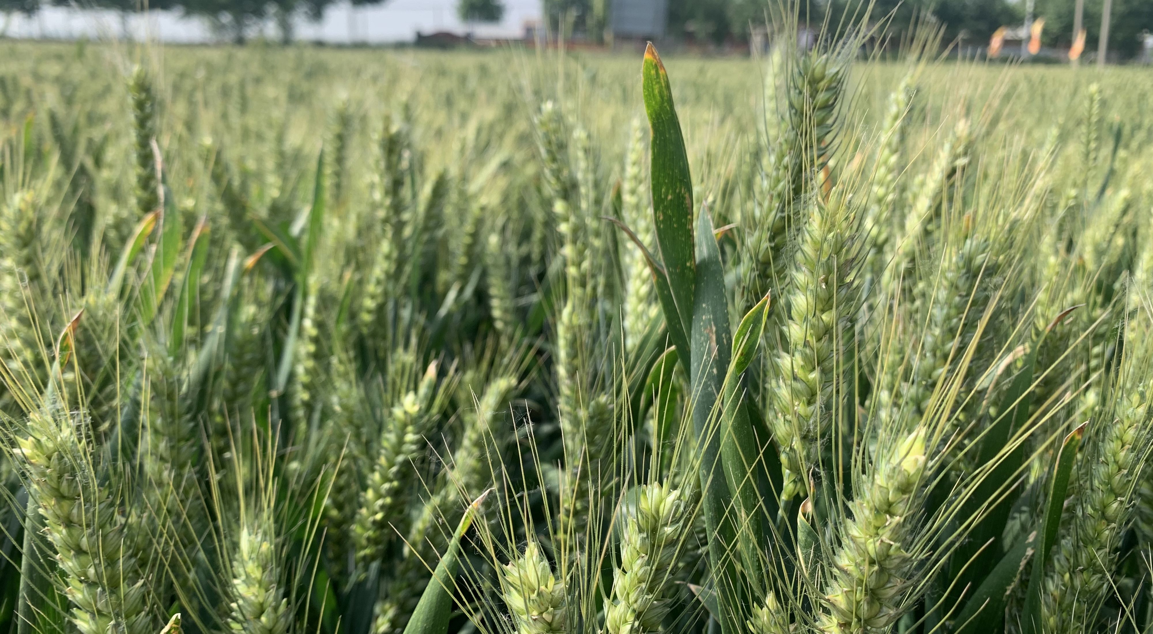 Close-up of green wheat in a field.