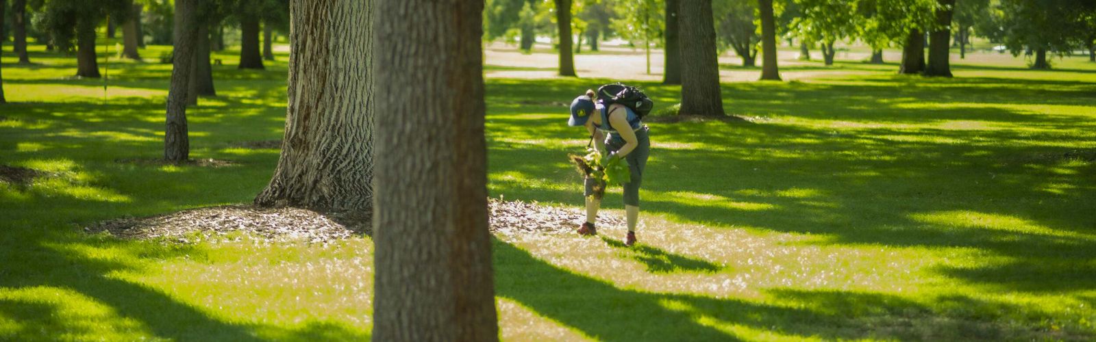 A person picking up trash in a green park.