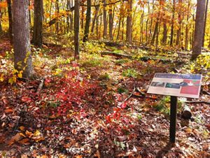 Interpretive signage at peak autumn color at Hitz-Rhodehamel Woods.