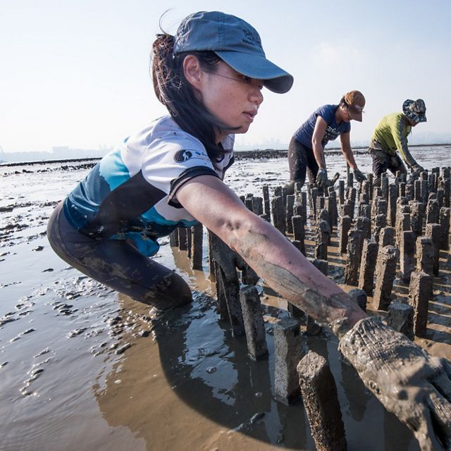 Staff and partners build an artificial oyster reef in Hong Kong