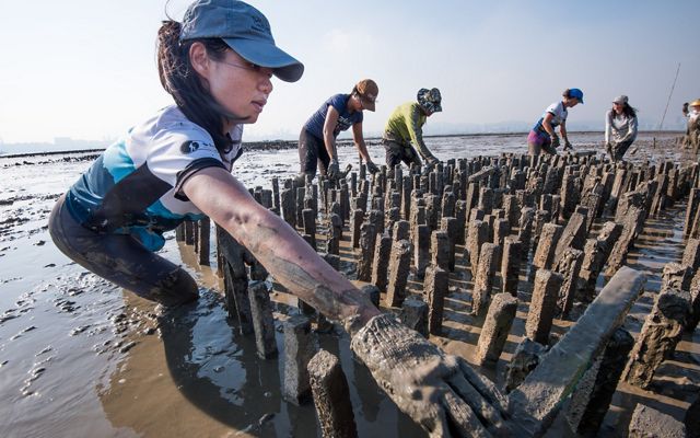 Staff and partners build an artificial oyster reef in Hong Kong.