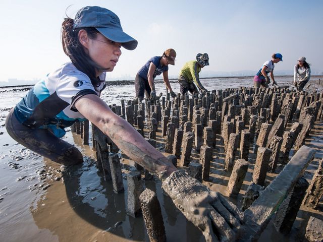 Staff and partners build an artificial oyster reef in Hong Kong.