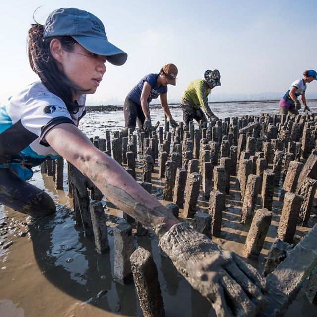 Building an oyster reef off of Hong Kong