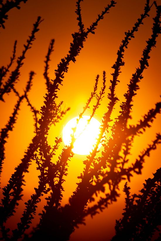 The orange sun sets behind an ocotillo plant, causing the branches to appear as a silhouette.