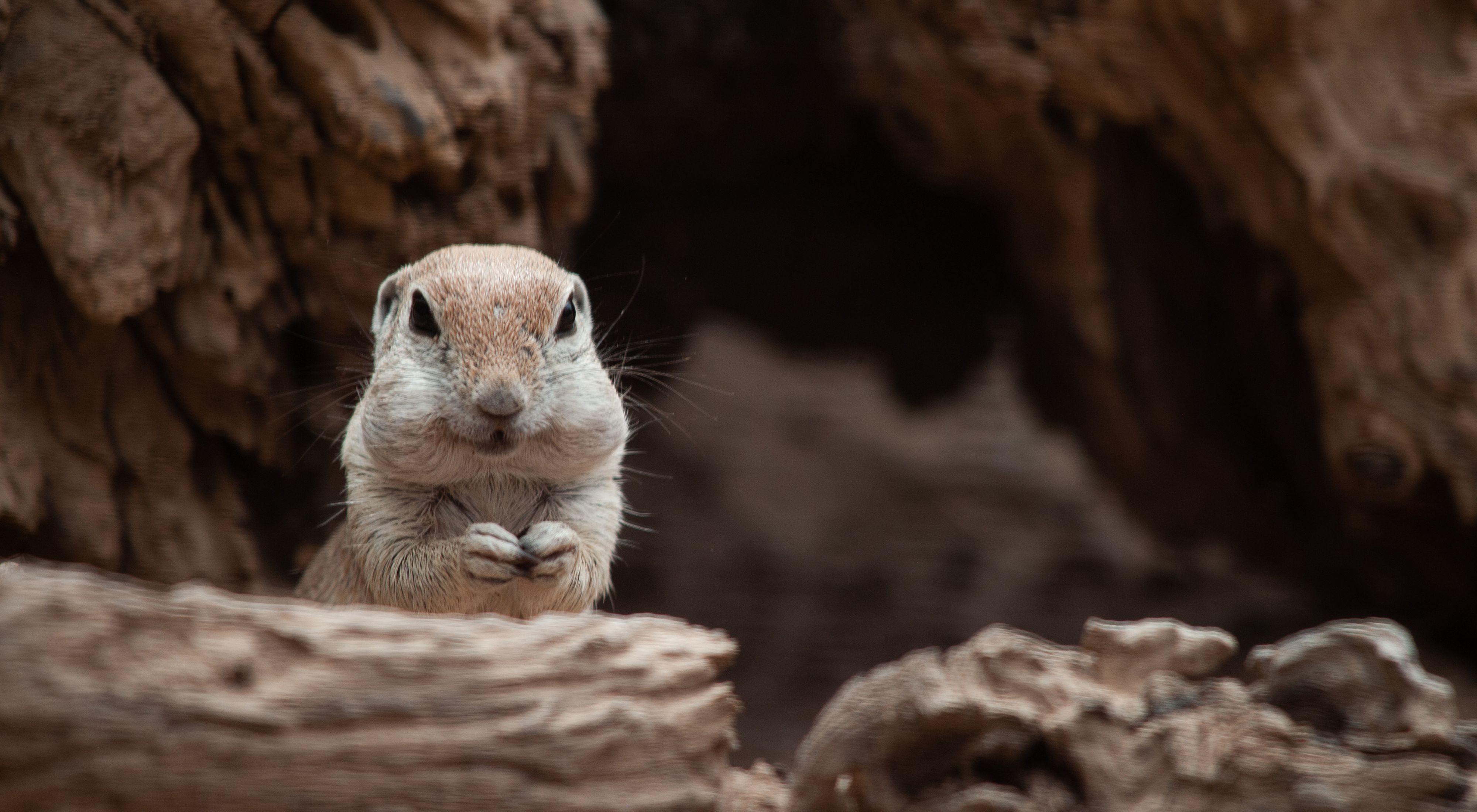 A close up of a ground squirrel looking at the camera.