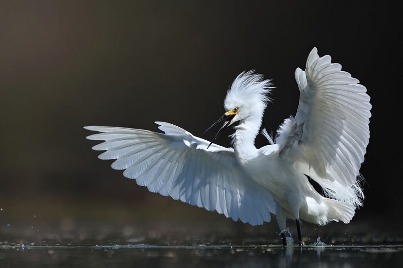 A large white bird spans its wings as it lands on in a puddle of water on a sunny day.