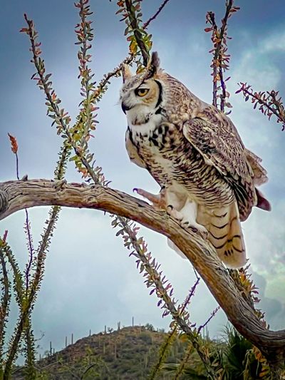 An owl sits on a branch and looks to the left with a cloudy sky behind it.