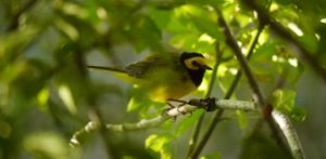 A small green and yellow bird perches on a tree branch partly obscured by thick green leaves.