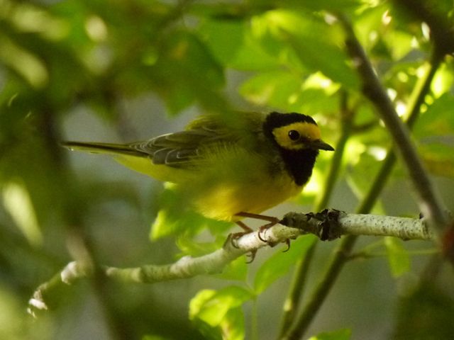A hooded warbler perched on a tree branch between leaves.