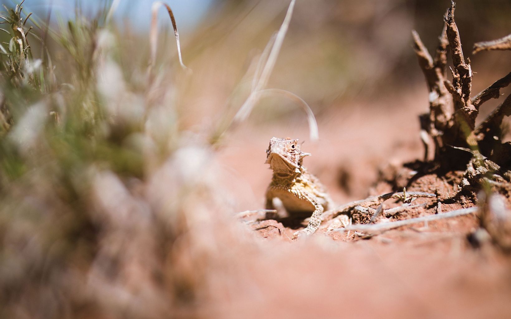 A Texas horned lizard spotted in the short grass at Four Canyon Preserve, OK.