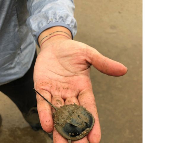 A juvenile horseshoe crab in an open hand.