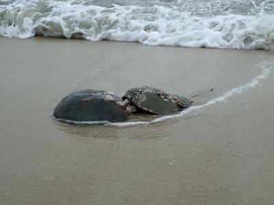 A pair of horseshoe crabs are spawning on the beach