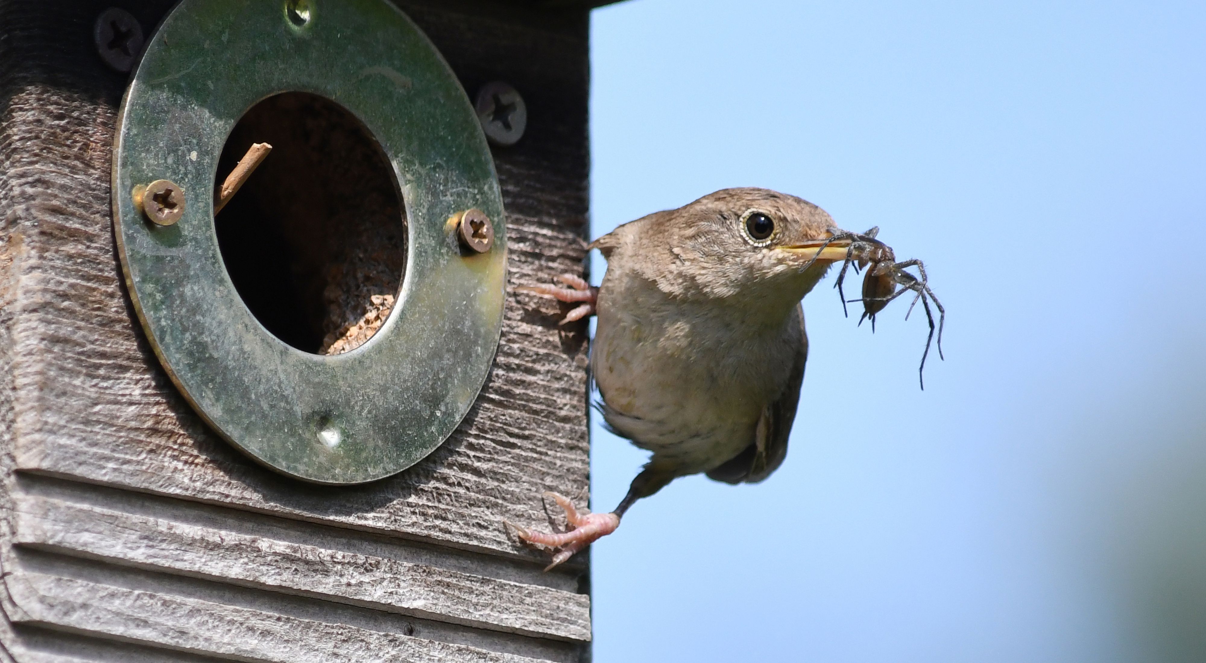 House wren enjoys a spider for a meal.