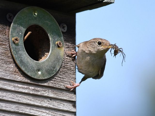 House wren enjoys a spider for a meal.