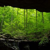 A view of a forest from inside of a cave.