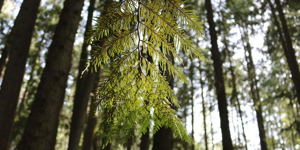 a pine leaf in a forest.