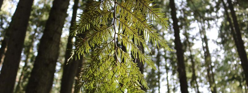A close up of the needles of a coniferous tree.