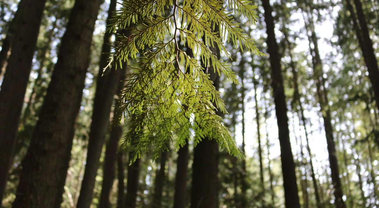 A dense pine tree forest on a slope.