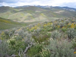 vast, rolling hills of green sagebrush.