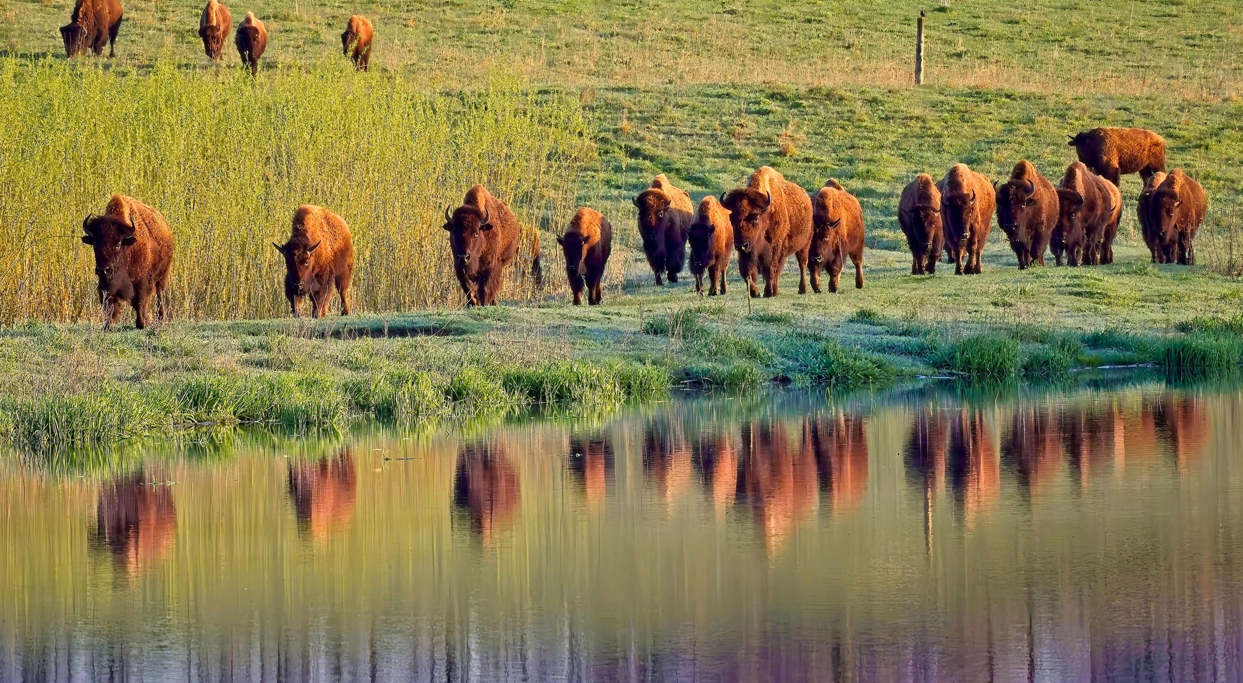 A small herd of bison graze at Nachusa Grasslands. 