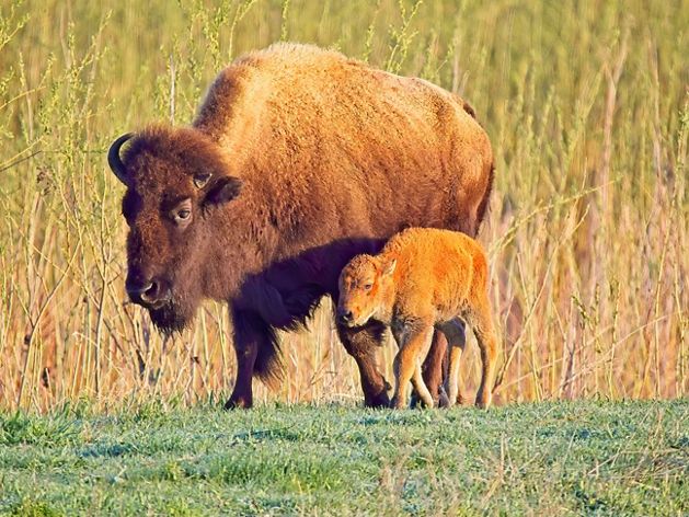 Bison calf walking next to an adult bison in grasslands.