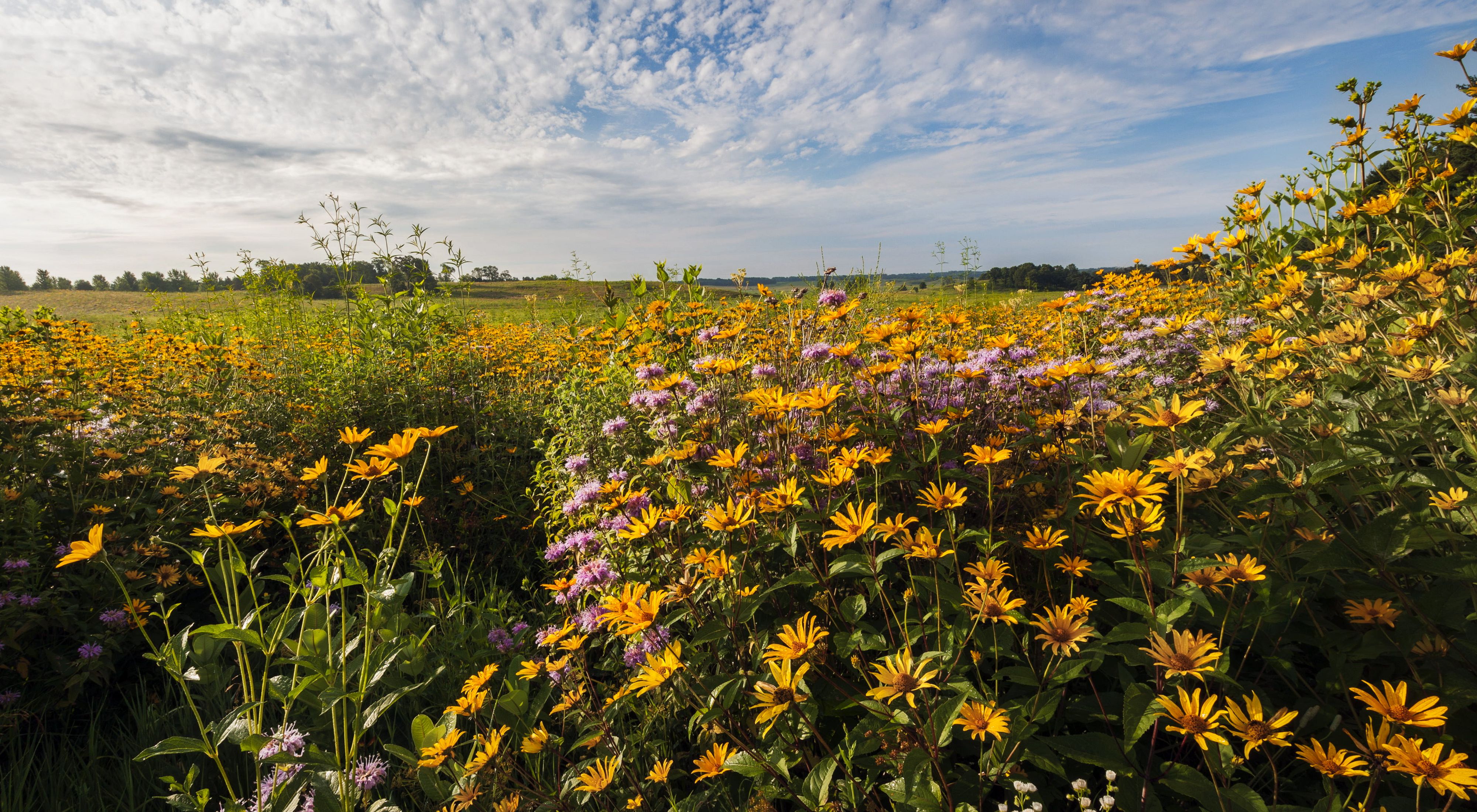 A large swath of yellow and purple wildflowers in the foreground along the edge of a wide grassy field at Nachusa Grasslands.