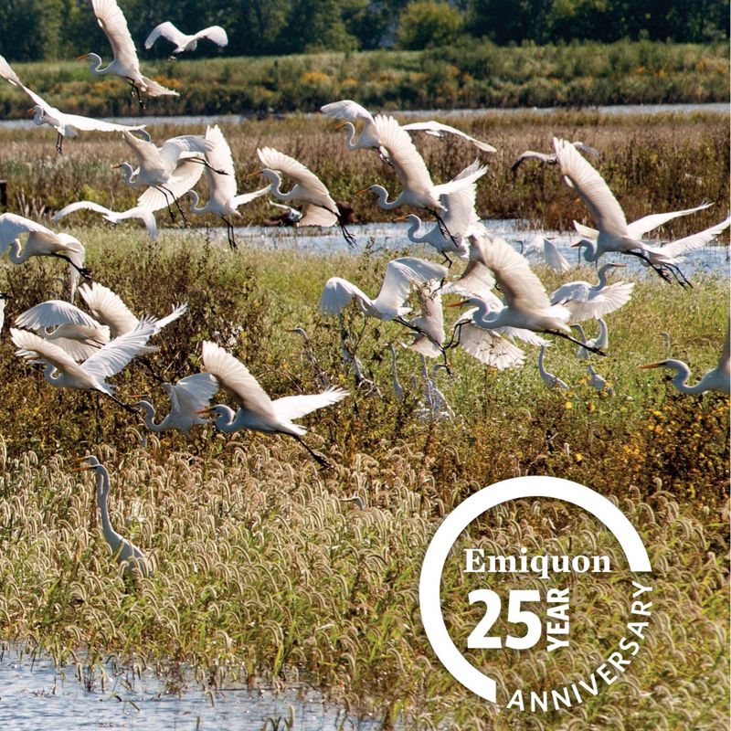 A flock of white migratory birds take off from the bank at Emiquon, with a 25th anniversary logo in the corner.