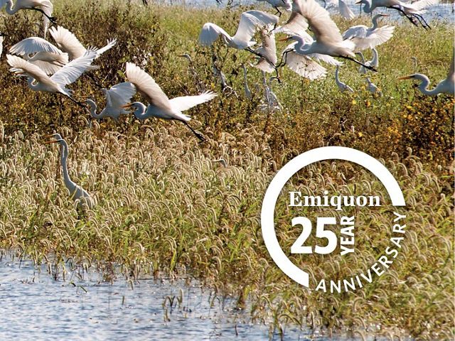 A flock of white migratory birds take off from the bank at Emiquon, with a 25th anniversary logo in the corner.
