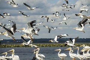 Pelicans flying around near the water.