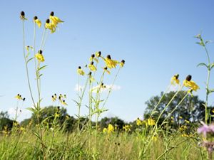 Yellow coneflowers rising above the lush green prairie under a clear blue sky at Indian Boundary Prairies in Illinois.