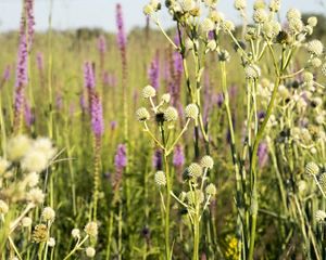 Closeup of rattlesnake master in a prairie.