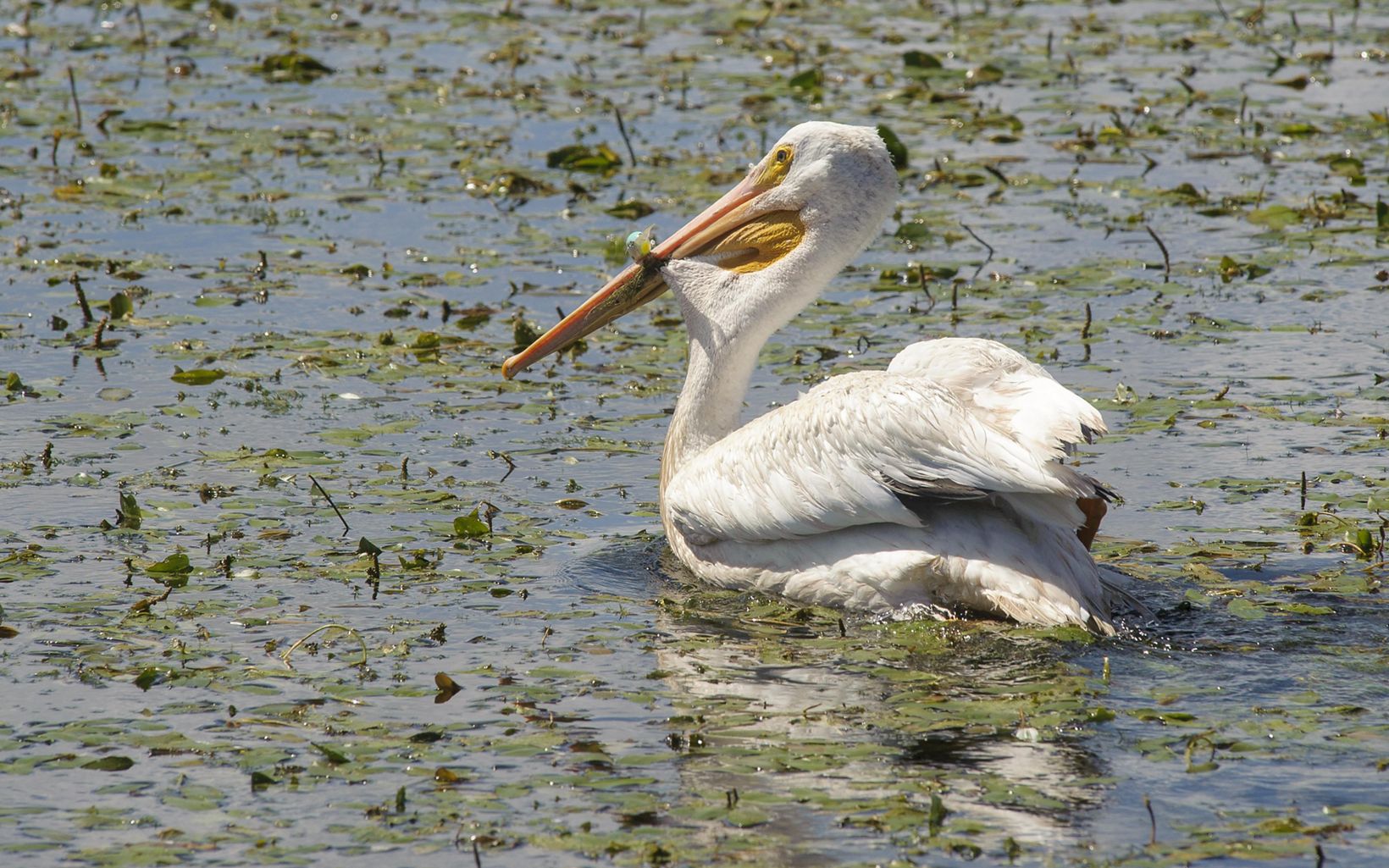 Closeup of a pelican sitting in marshy water.