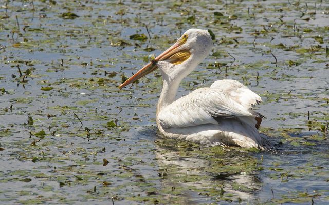 A white pelican floats on a body of water.