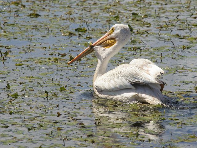 A white pelican floats on a body of water.