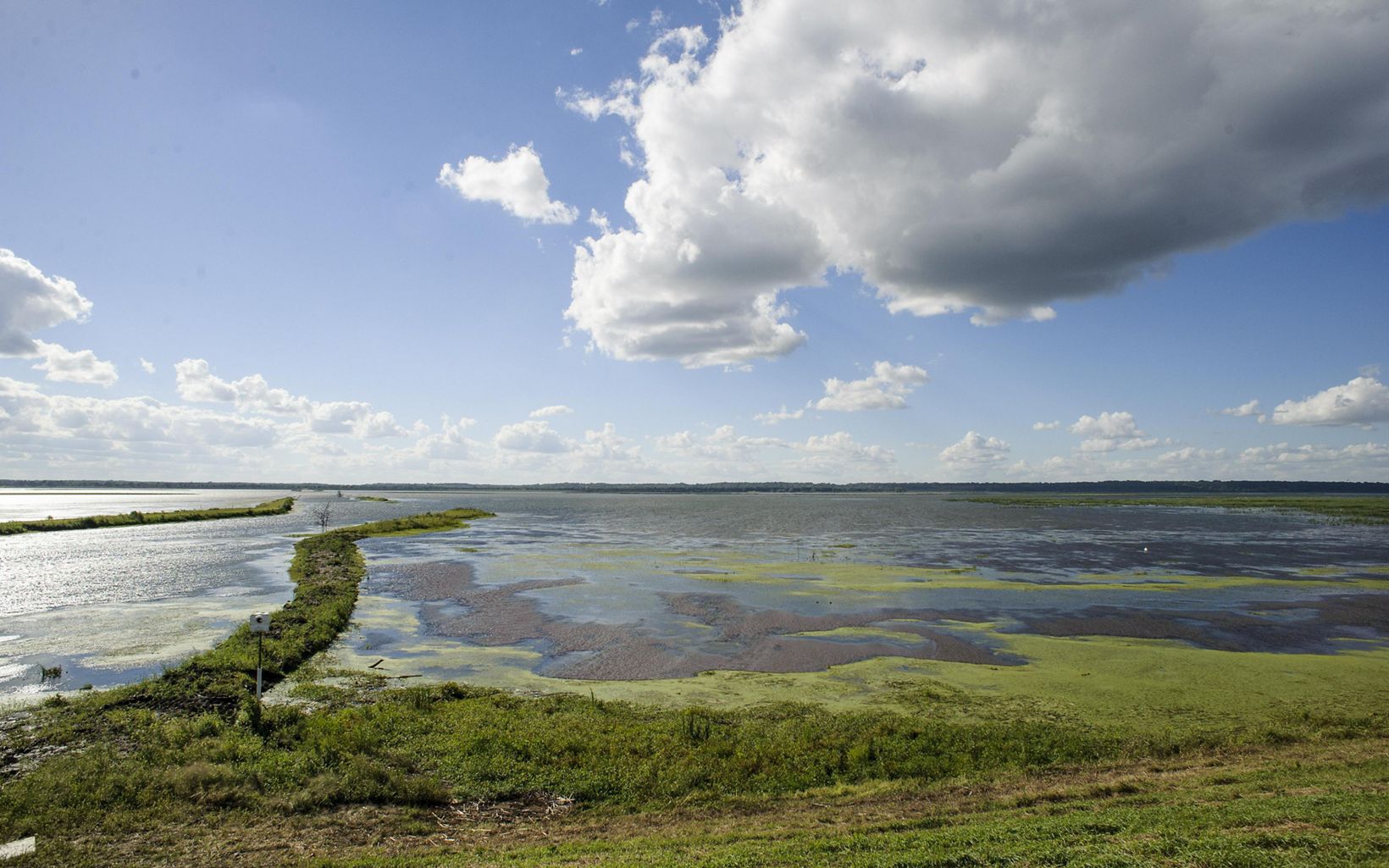 A landscape shot of Emiquon wetlands with blue sky and puffy clouds overhead.