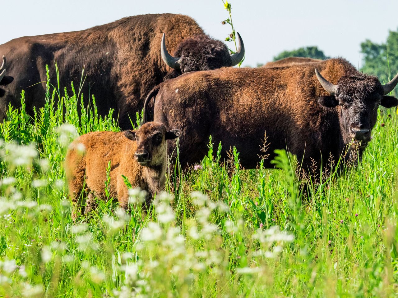 Nachusa Grasslands | The Nature Conservancy in Illinois