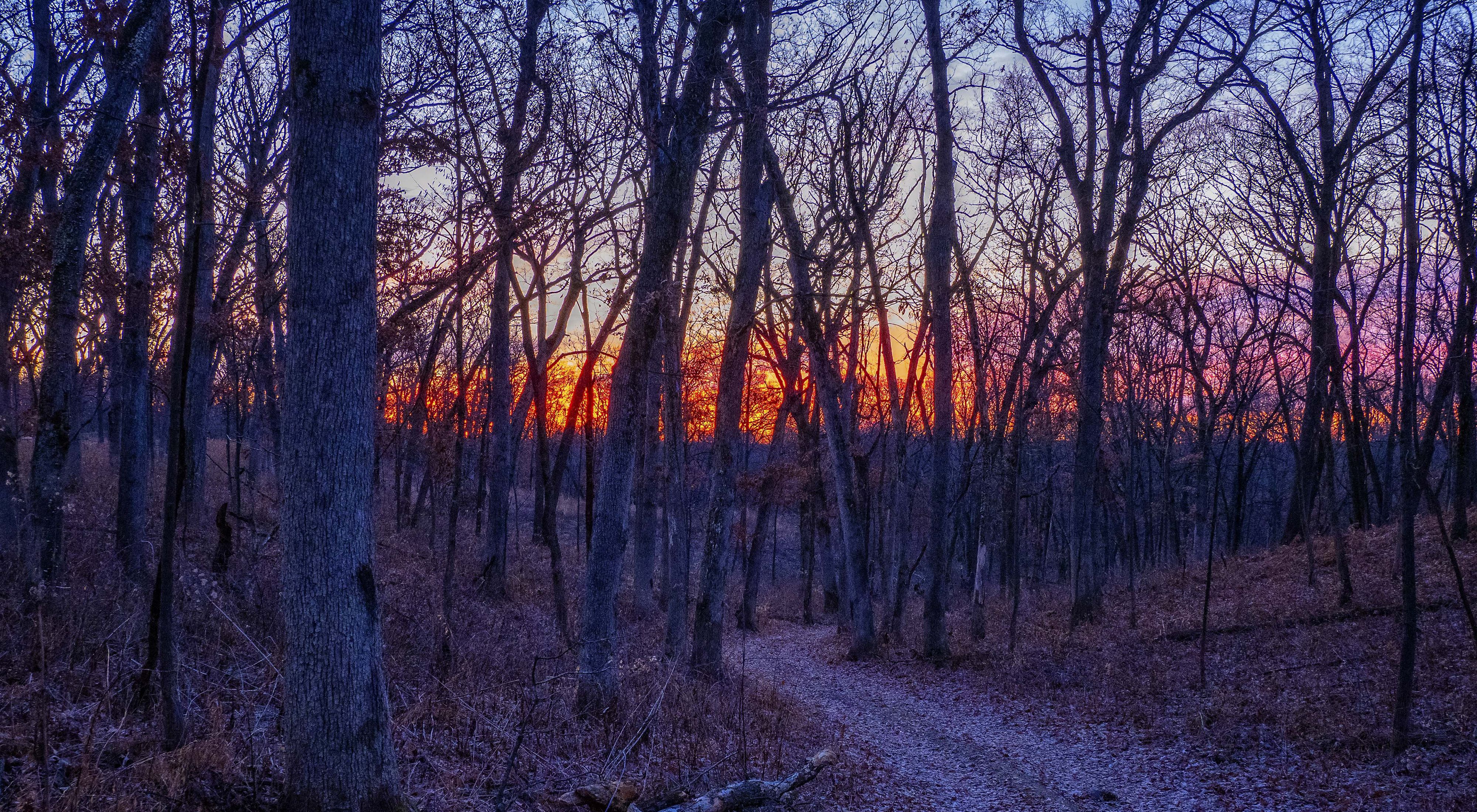 A sunrise amongst bare trees in a winter landscape in Illinois.