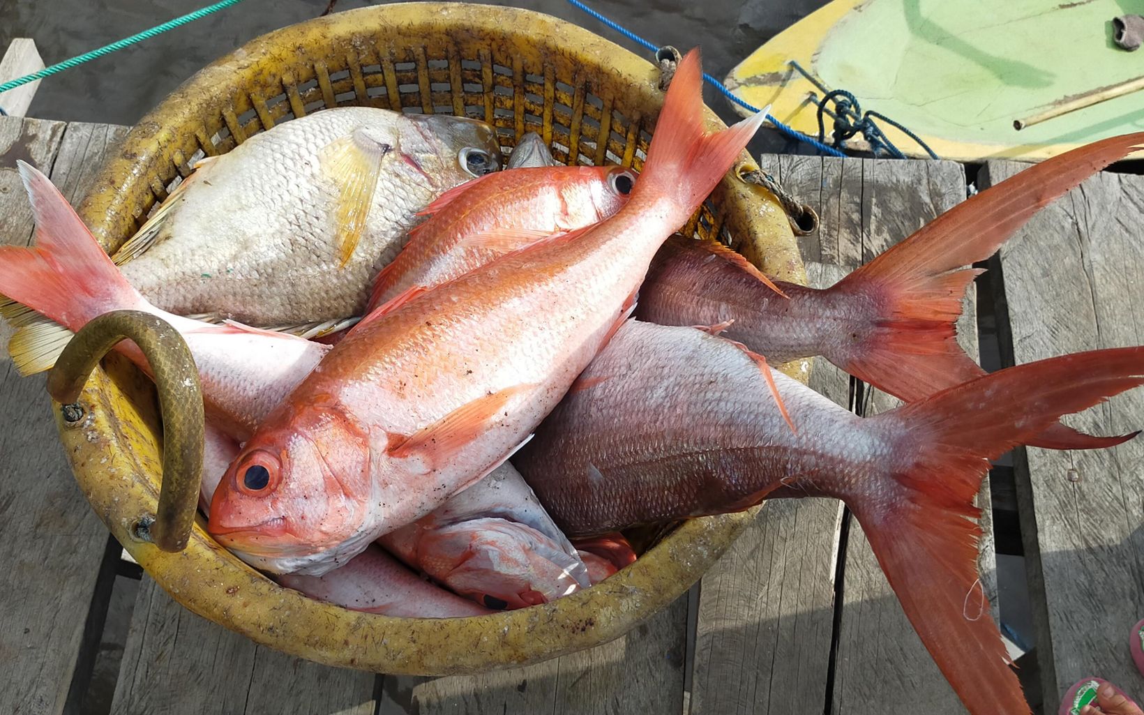 A basked full of red-colored fish. 