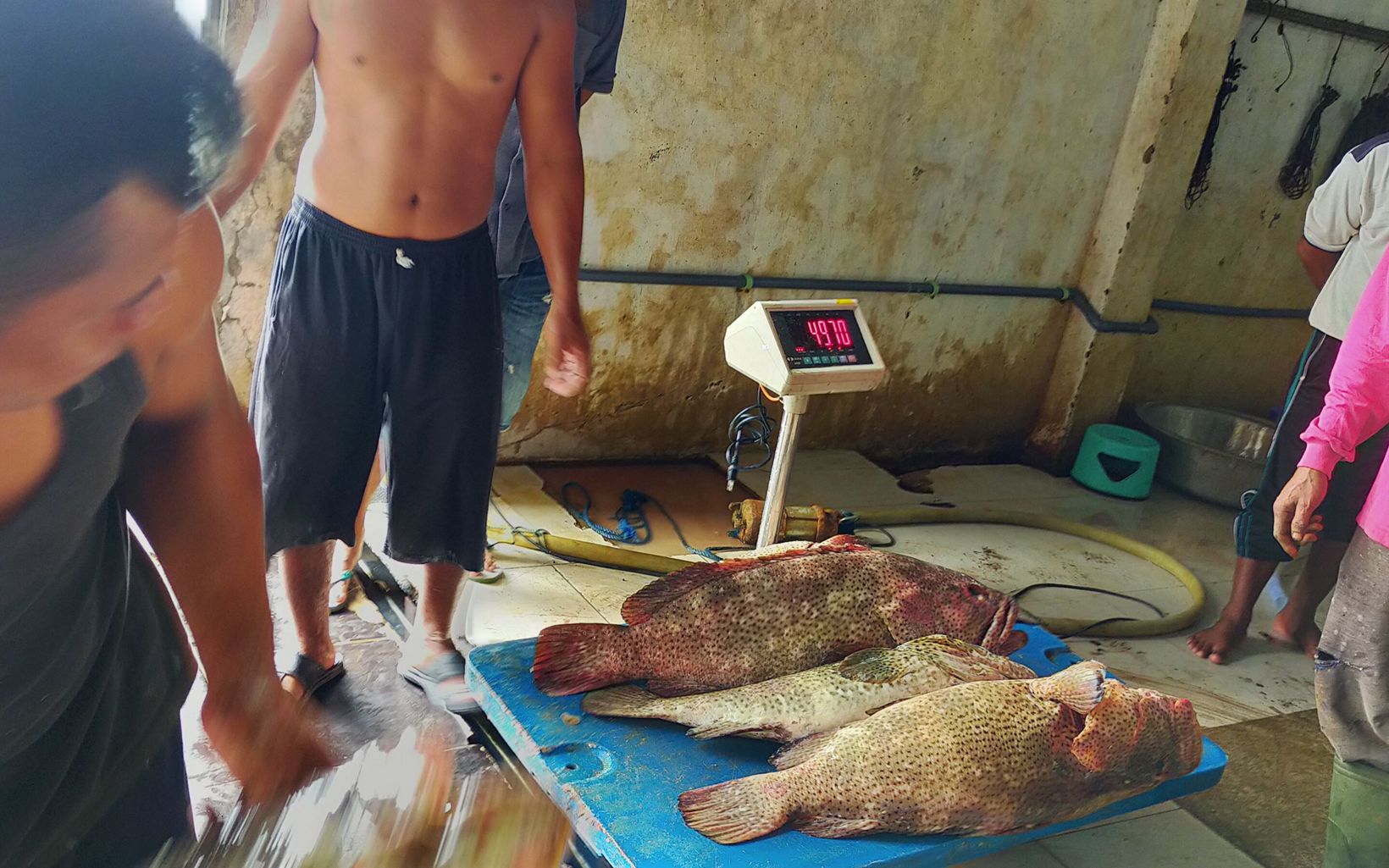 Three large fish are being weighed on a scale.
