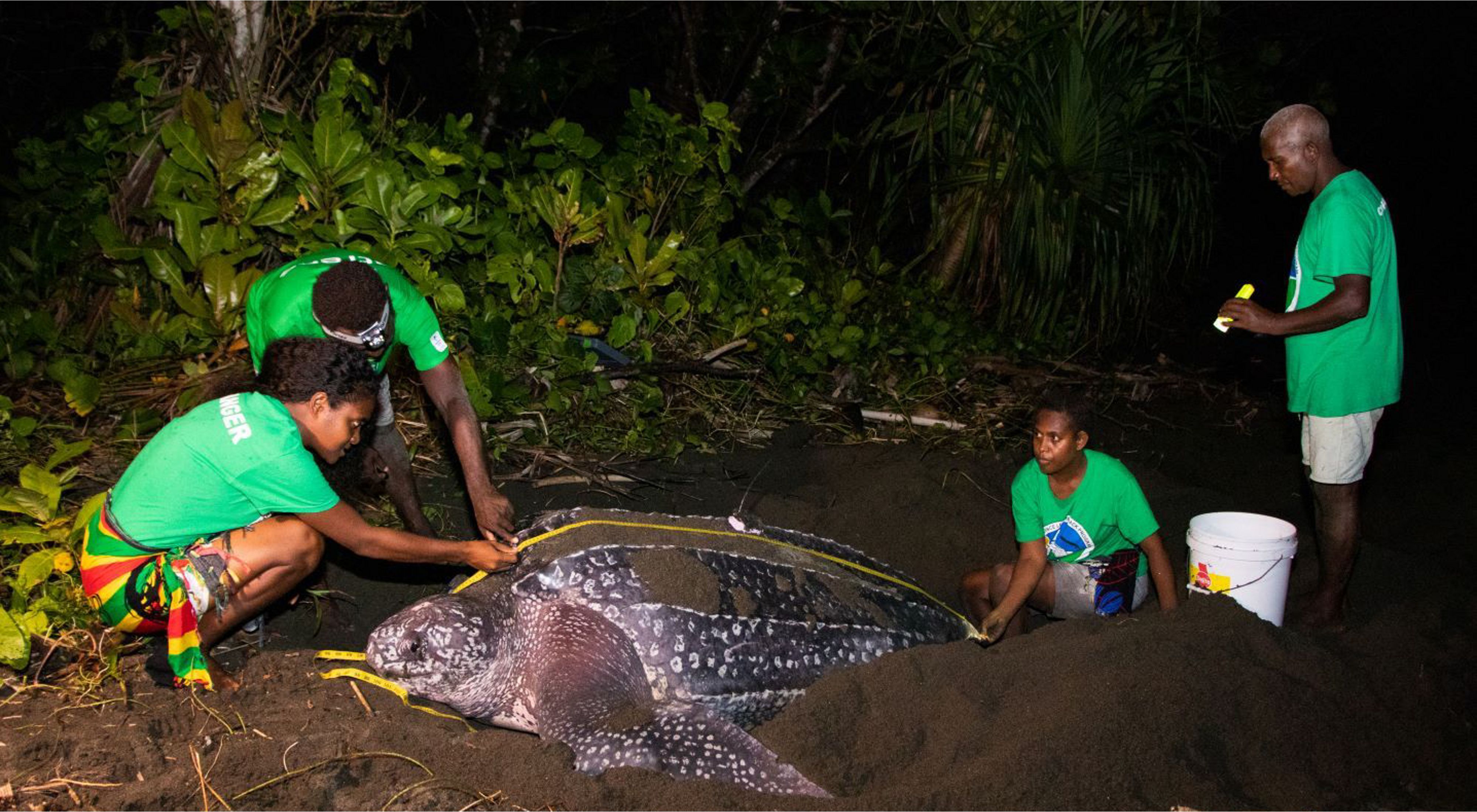 Rangers monitoring a leatherback turtle named Fari Kuti, which means "one nest together" locally, in Isabel Province of the Solomon Islands. 