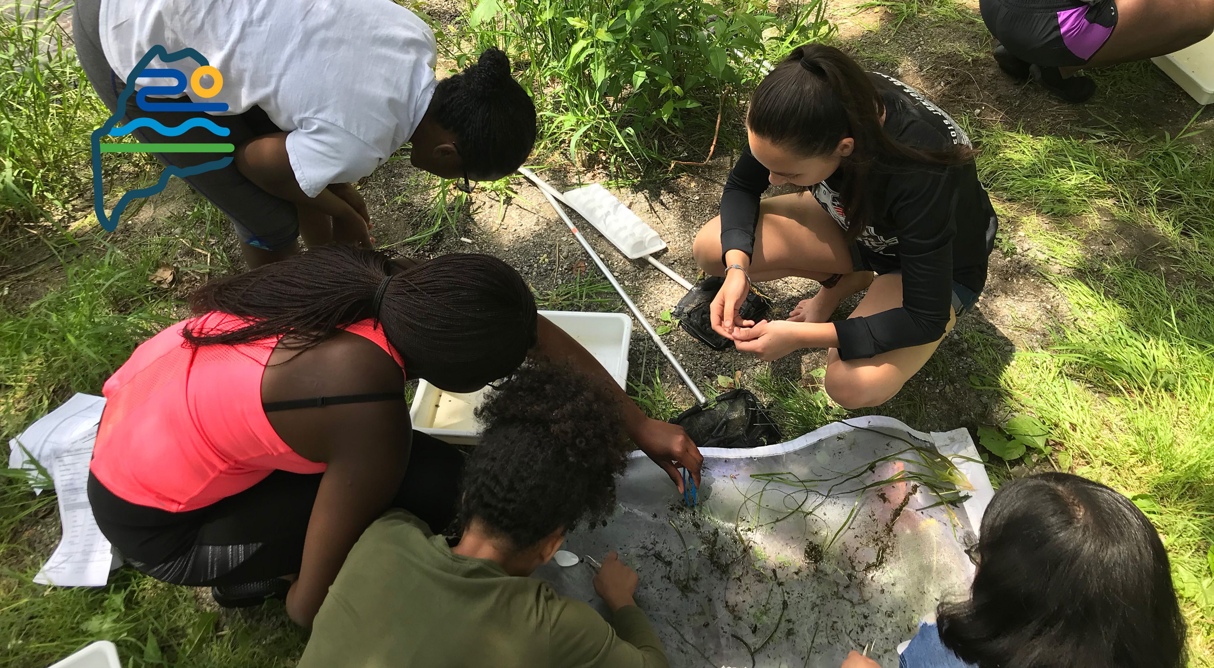Overhead view of four young people looking at species in a tray on the ground.