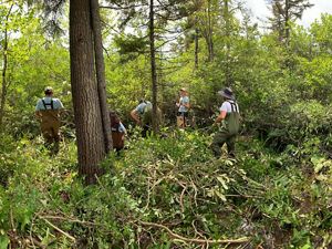 A group of three students clear brush in a forest, creating open space around a tall larch tree.